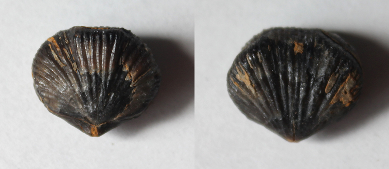 Primipilaria (Aulacella) primipilaris = Uncinulus primipilaris (BUCH, 1834) † - velikost 12 mm (sag)
